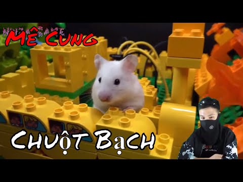 Anh Ninja tạo mê cung cho chú chuột bạch dễ thương - Tập 1