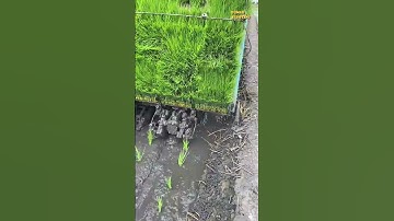Teknologi Rice Transplanter ini menghemat waktu penanaman