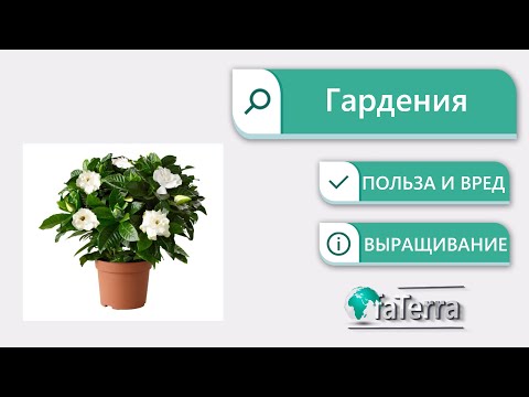 Комнатная гардения: правильный уход. Почему гардения не цветет?