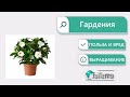 Комнатная гардения: правильный уход. Почему гардения не цветет?