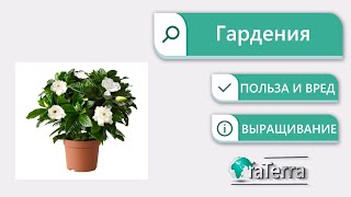 Комнатная гардения: правильный уход. Почему гардения не цветет?