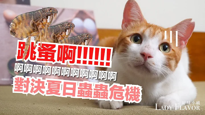 有5只就有100只！ 猫咪长跳蚤怎么办？三步骤彻底除蚤！【好味猫知识】EP5 - 天天要闻