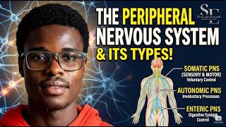 The Peripheral Nervous System Explained: Somatic & Autonomic PNS