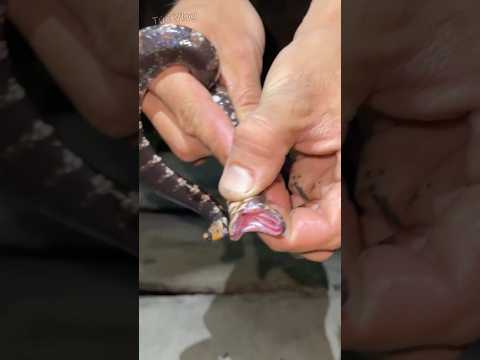 Bắt được con rắn trắng đen chỉ xuất hiện vào ban đêm  #snake #animals