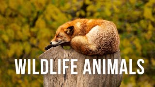 Wildlife Animals | Soothing Piano Music Video | Meditation Relaxing Music | Wonderful Nature