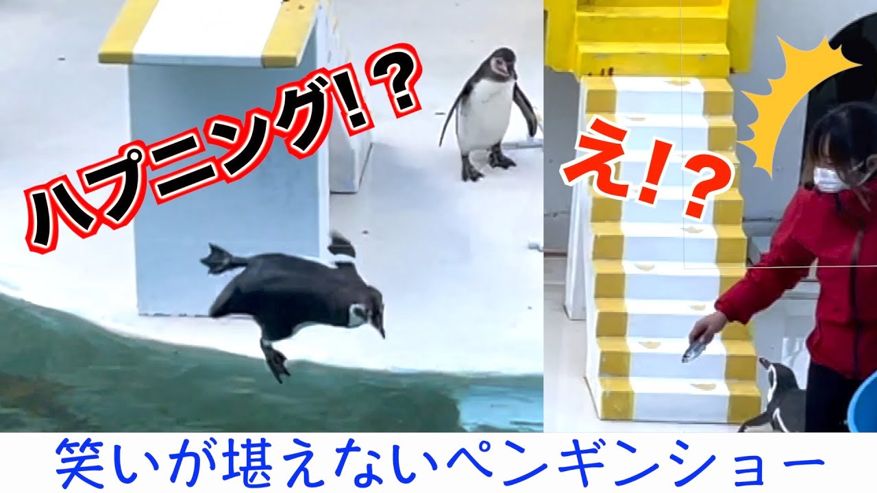 【水族館】全く言うことを聞かない自由気ままなペンギン達