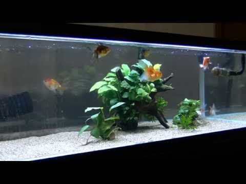90cm 金魚水槽 Youtube