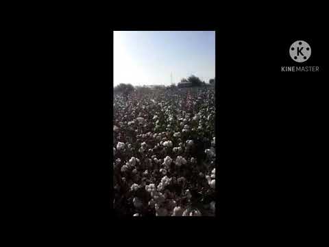 хоразм миришкор дехконлари