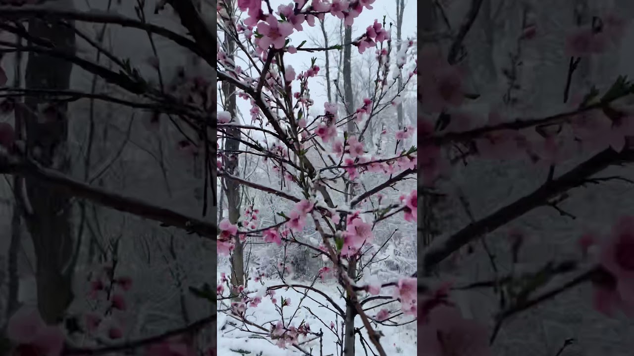 Save your fruit tree branches from heavy wet snow!