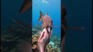 Badi Machhli Ne Ek Baar Mein Nigla Chara! 😱 Underwater Shocking Video