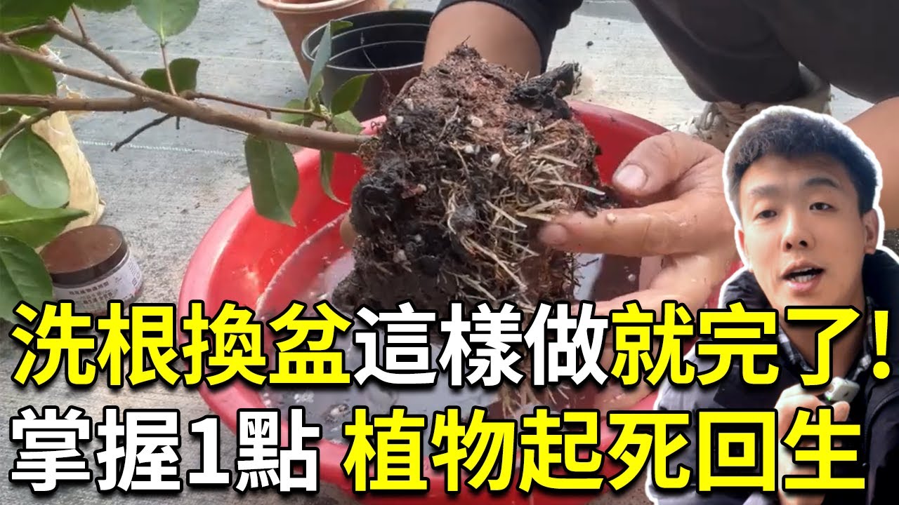 植物烂根必用这招起死回生！洗根换盆的保姆级教程，看完一定学会【禅艺绿植工作室】