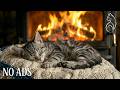 Purring &amp; Fireplace: The Perfect Cat Nap Mix
