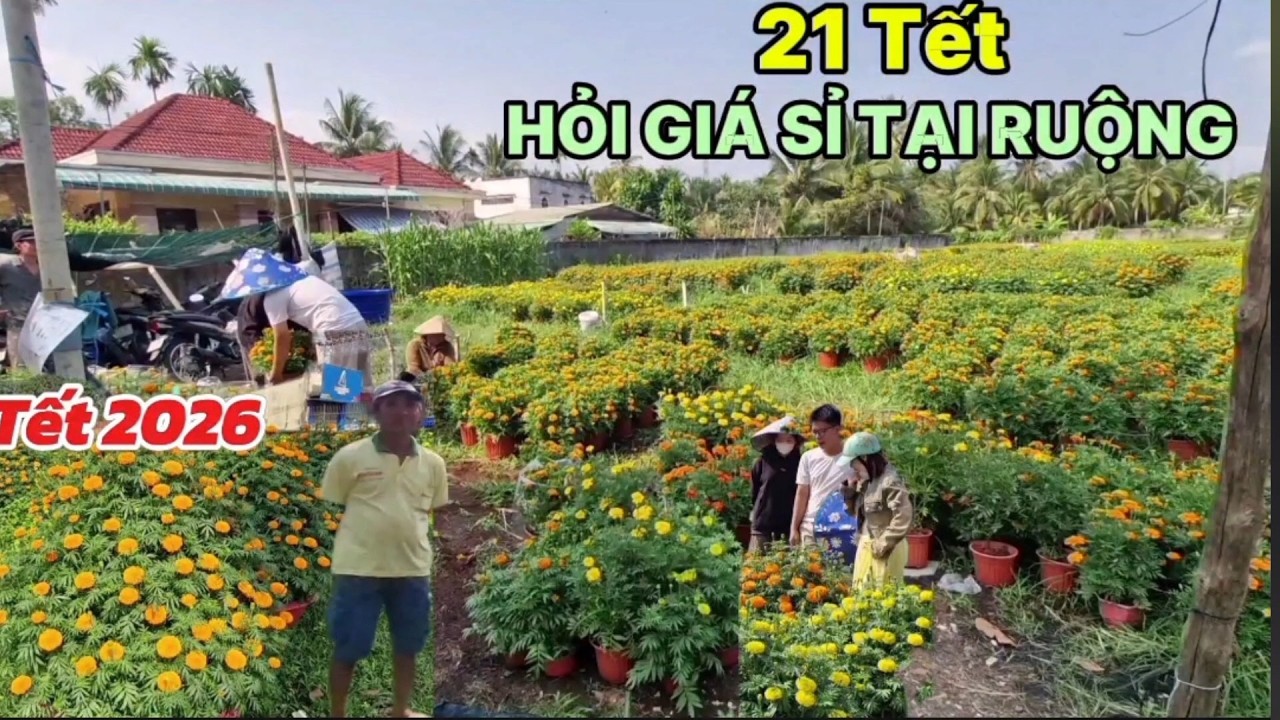 21 TẾT HỎI GIÁ SỈ TẠI RUỘNG 