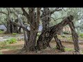 The ancient olive trees of gethsemane