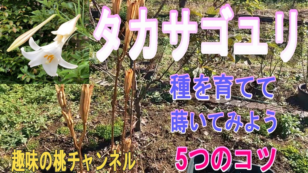 タカサゴユリ】種を育てて 蒔いてみよう 5つのコツ 24/12/18 - YouTube