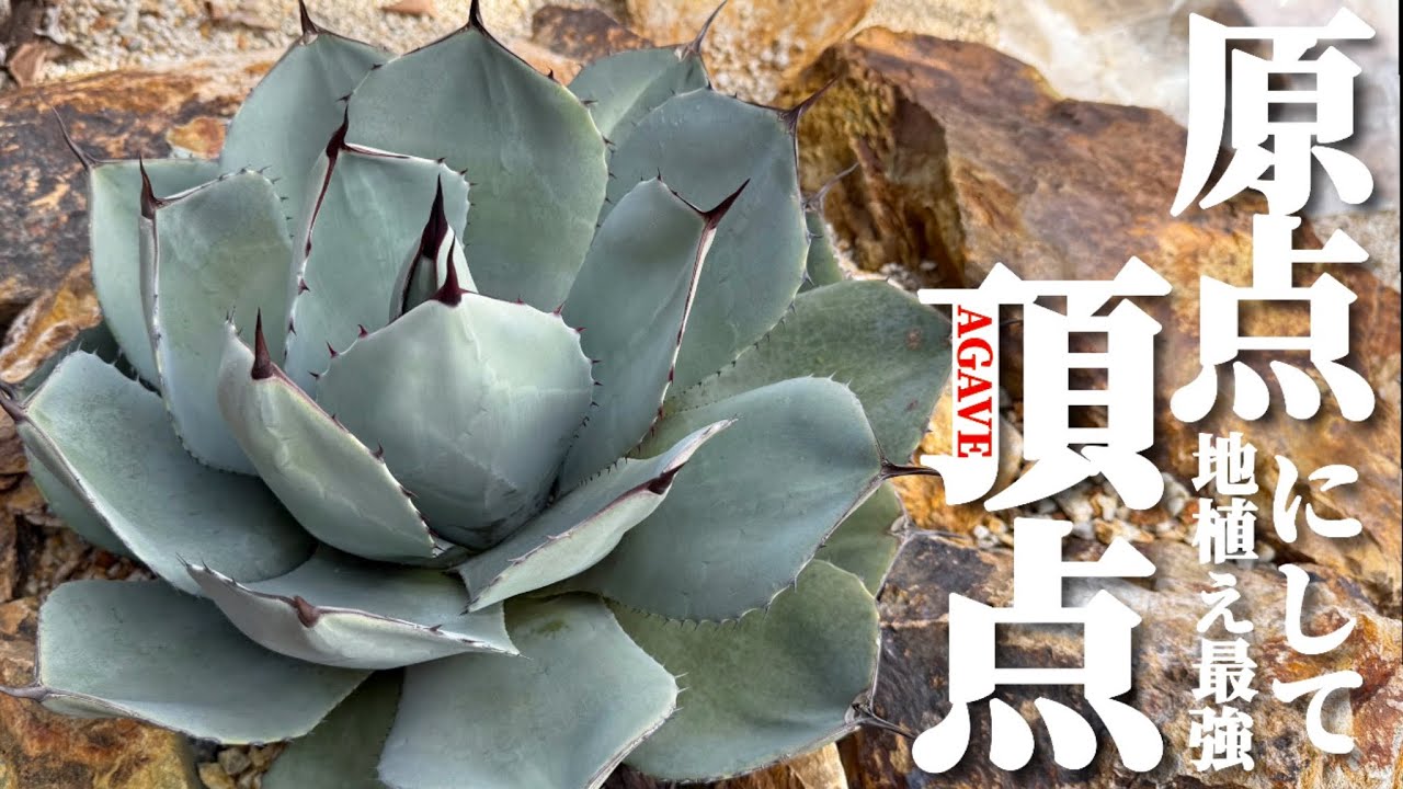 Ground-planted agave] This is the variety you should definitely