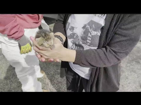 Craigslist Youngstown Pets