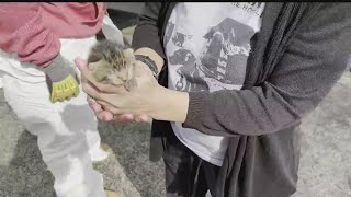 Animal Charity returns to remove dozens of cats from ‘deplorable’ Youngstown home