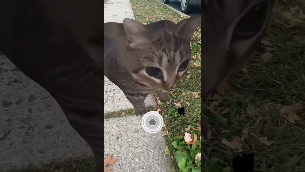 Spinning Cat 🗿 