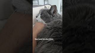 Patches Armadillo is comfy. And boy are my arms tired