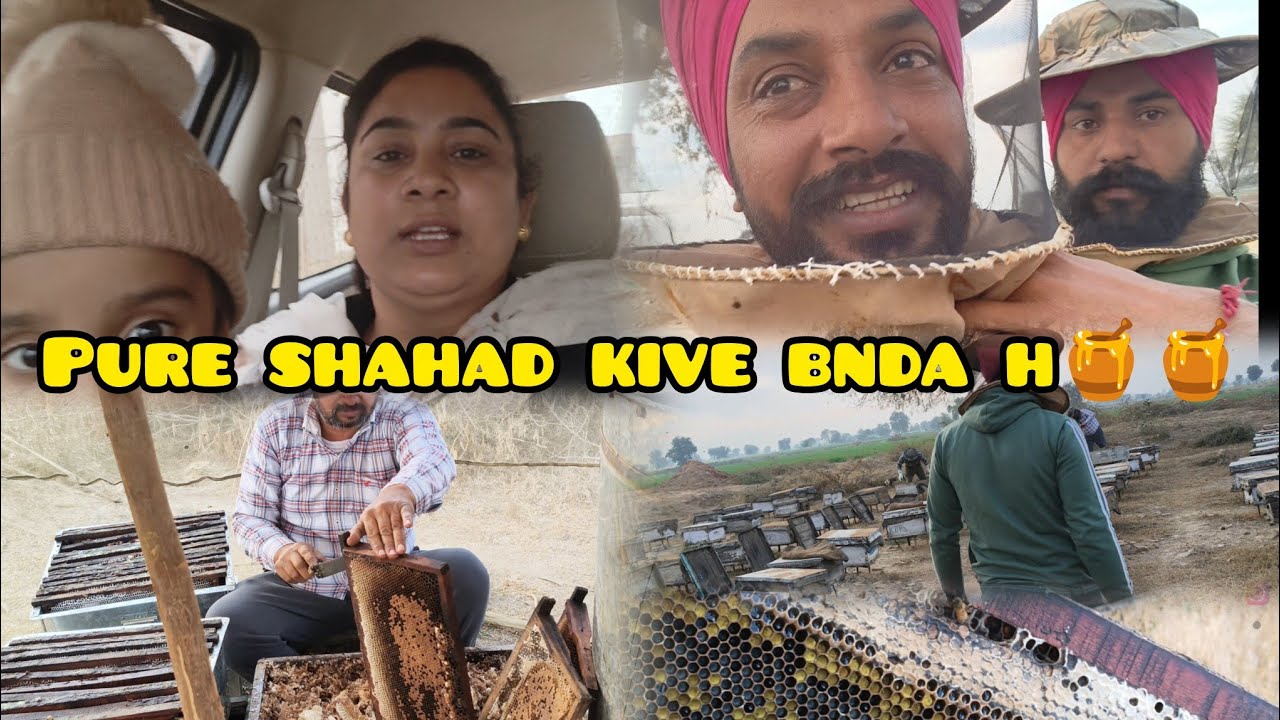 Pure shahad (Honey)kive bnda h🍯full process dekho ਪਿਓਰ ਸ਼ਹਿਦ ਕਿਵੇਂ ਬਣਦਾ ਹੈ ਆ ਜੋ ਦੇਖੋ Deepkamal vlog 