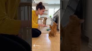 ÇOK🧐SİNİRLİ🇹🇷istanbul#cat #world#cats#our#cat#like#this #surprise#discover#like#we