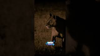 Прайд атакует пару львов #звери #animals #животные