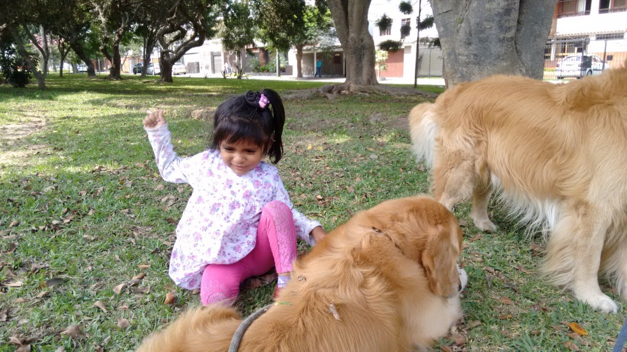 En que casos se puede sacrificar un perro