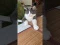 Что скажете?) #shorts #tiktok #cat #cute #кузенька #animals #kitten #nature #love