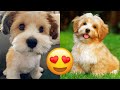 Havanese — Cute And Hilarious Videos And Tik Toks Compilation