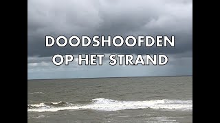 Doodshoofden Gevonden Op Het Strand