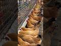 How to Golden mishri farming (#64) 🧺🐓 #shorts #shortsfeed #shortsvideo #viralvideo