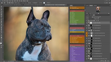 Photoshop Dog Portrait using the Fur Babies Actions by LSP image by Amanda Voller Dog Photographer 3