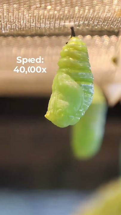Monarch caterpillar to chrysalis in 15 seconds! 😲🦋 #monarchbutterfly #metamorphosis