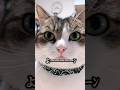 お腹空くと気持ち悪くなるのどうして??😹🤷♀️ #猫のいる暮らし #ねこ動画 #ねこ #ちいかわ #腹減った #空腹 #shorts