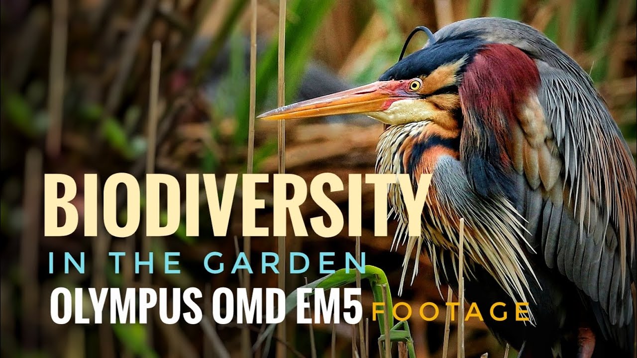 Биоразнообразие в Бэй Ист Гарден | Наблюдение за птицами в Сингапуре с камерой OLYMPUS OMD EM5