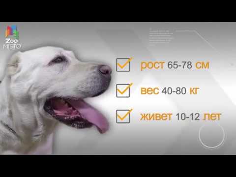Алабай описание породы