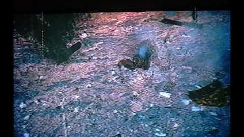 Mass Effect Walkthrough - Eden Prime: Part 2.