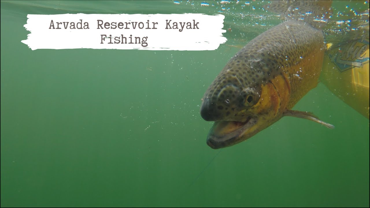 Only Donks at Waypoint 4 Big Bows while Kayak Fishing Arvada / Blunn