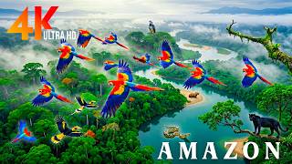 Amazon Wildlife Documentary 4K | Colorful Birds &amp; Amazing Jungle Sounds