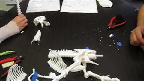 3D-Printed T-Rex Assembly Timelapse