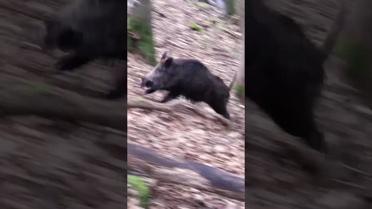 Keiler🐗❗️Das war dicht 😧 #keiler #sauen #wildschwein #angriff #jagd #hunting #wildboar #drückjagd