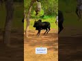 Essa boi aí é problema galera ! Olha aí ❓🤠😱 #pecuarista #agro #fazenda #shortsviral #cavalo