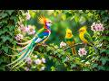 Spring Bird Sounds &amp; Peaceful Piano🌸Calming Nature Sounds for Relaxation and Anxiety Relief