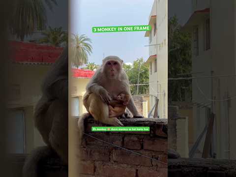 Cute monkey #crazykashyap #funny #viral #comedy #viralshorts