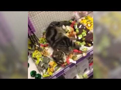 Cute Lost Cat Rolling Around in Catnip Toys in Pet Store