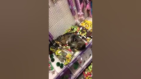Cute Lost Cat Rolling Around in Catnip Toys in Pet Store
