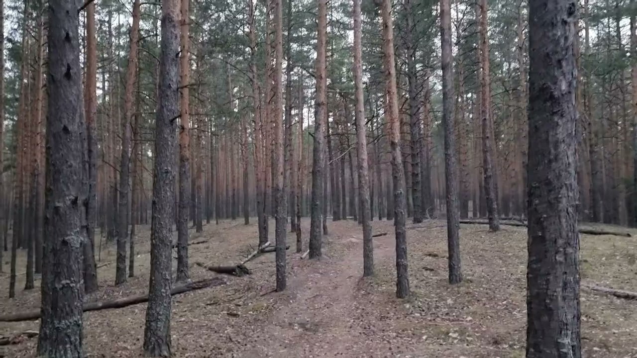 Нижний Новгород , Сормовская лыжная база