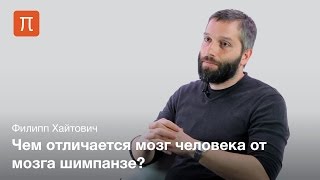 Молекулярная эволюция человеческого мозга - Филипп Хайтович