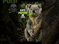 “Why This 🐨Koala Only Eats Poison…”#americanwildlife #usa #real #didyouknow #usawildlife #nyc